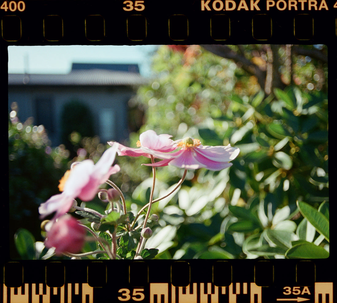 Film Frame Border Pack